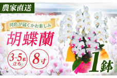 【3〜5本立ち8寸】生産農家直送！ 胡蝶蘭 1鉢【足柄金太郎洋蘭園】開成町 洋蘭 蘭 お花 生花 鉢花 鉢 [BDAB011]
