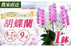 【5〜7本立ち9寸】生産農家直送！ 胡蝶蘭 1鉢【足柄金太郎洋蘭園】開成町 洋蘭 蘭 お花 生花 鉢花 鉢 [BDAB013]