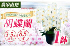 【3〜5本立ち8.5寸】生産農家直送！ 胡蝶蘭 1鉢【足柄金太郎洋蘭園】開成町 洋蘭 蘭 お花 生花 鉢花 鉢 [BDAB012]