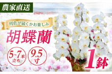 【5〜7本立ち9.5寸】生産農家直送！ 胡蝶蘭 1鉢【足柄金太郎洋蘭園】開成町 洋蘭 蘭 お花 生花 鉢花 鉢 [BDAB014]