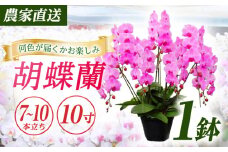 【7〜10本立ち10寸】生産農家直送！ 胡蝶蘭 1鉢【足柄金太郎洋蘭園】開成町 洋蘭 蘭 お花 生花 鉢花 鉢 [BDAB015]