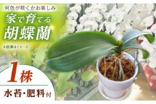 【家で育てる胡蝶蘭！】 胡蝶蘭 を育てようセット（苗、水コケ、肥料）【足柄金太郎洋蘭園】開成町 洋蘭 蘭 お花 生花 苗 花苗 [BDAB003]