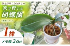 【家で育てる胡蝶蘭！】 胡蝶蘭 の苗 1株と胡蝶蘭柄のメモ帳2つ【足柄金太郎洋蘭園】開成町 洋蘭 蘭 お花 生花 苗 花苗 [BDAB002]