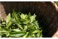 お茶 茶 茶葉 日本茶 4種 のみ比べ 煎茶 和紅茶 ほうじ茶 玉露 国産 緑茶 自宅用 来客 法事 リラックス おちゃ ちゃば