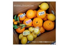 みかん色々!人気の不知火入り 季節の柑橘詰め合わせ10kg 5種類が楽しめるBoxです＜先行受付＞【1531526】