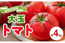 トマト 大玉系 約4kg  23～24玉 （ にごりかわトマト または 豊栄トマト） とまと 野菜 新鮮 産地直送 新潟県産 新潟市産 期間限定
