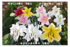 ユリ球根セット