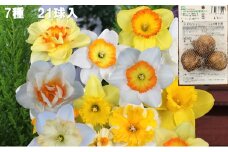 スイセン球根セット　21球入