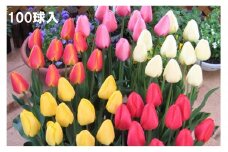 チューリップ球根（特大球）セット　100球入
