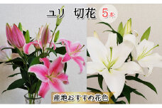フラワーファーム しろねのユリ 切花5本（産地おすすめ花色）10月発送