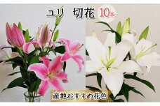 フラワーファーム しろねのユリ 切花10本（産地おすすめ花色）10月発送