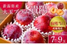 プラム 貴陽 7~9玉 収穫当日出荷 冷蔵便 大玉 すもも 皮ごと フルーツ 果物 おやつ デザート 希少品種 産地直送 新潟県 新潟下旬～8月上旬