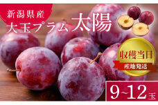 プラム 太陽 9~12玉 収穫当日出荷 冷蔵便 大玉 すもも 皮ごと フルーツ 果物 おやつ デザート 産地直送 新潟県 新潟