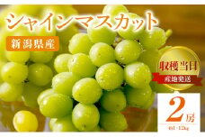 シャインマスカット 2房 約1~1.2Kg 収穫当日出荷 ぶどう フルーツ 果物 皮ごと食べられるぶどう 種なし おやつ デザート 産地直送 新潟県 新潟