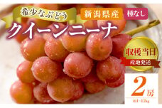 クイーンニーナ 2房 約1~1.2kg 収穫当日出荷 大粒 ぶどう フルーツ 果物 種なし おやつ デザート 新品種 希少品種 産地直送 新潟県 新潟　