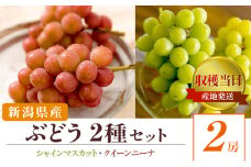 ぶどう2種詰め合わせ シャインマスカット クインニーナ 2房 収穫当日出荷 ぶどう 詰め合わせ セット フルーツ 果物 皮ごと食べられるぶどう 種なし おやつ デザート 希少品種 産地直送 新潟県 新潟