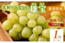 雄宝 1房 約1~1.2kg 収穫当日出荷 大粒 マスカット ぶどう フルーツ 果物 皮ごと食べられるぶどう 新品種 種なし シャインマスカット おやつ デザート 産地直送 新潟県 新潟　