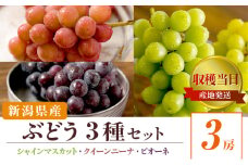 ぶどう3種詰め合わせ シャインマスカット ピオーネ クインニーナ 3房 収穫当日出荷 ぶどう 詰め合わせ セット フルーツ 果物 皮ごと食べられるぶどう 種なし 産地直送 新潟県 新潟　
