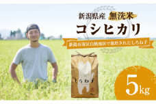 【令和6年産】こしひかり 無洗米 5kg 新潟産 コシヒカリ 米 お米 こめ コメ 白米 精米 産地直送 新潟県産 新潟県 新潟