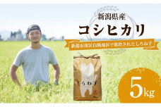 【令和6年産】こしひかり 精米 5kg 新潟産 コシヒカリ 米 お米 こめ コメ 白米 産地直送 新潟県産 新潟県 新潟