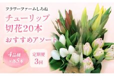 【1・2・3月定期お届け計3回】フラワーファームしろねのチューリップ切花20本おすすめアソート 花 お花 はな チューリップ 春 切り花 インテリア 新潟