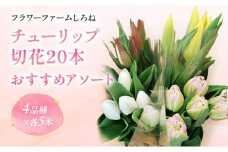 フラワーファームしろねのチューリップ切花20本おすすめアソート（4品種×各5本） 花 チューリップ セット フラワー 新潟市