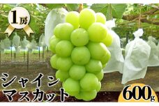 シャインマスカット（600g×1房入れ） シャインマスカット マスカット 葡萄 ぶどう ブドウ フルーツ 果物 600g 1房 新潟