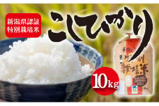 令和7年度産　新潟県認証特別栽培米 コシヒカリ10kg お米 白米 ライス 精米 ご飯 新潟県産 新潟市産 おにぎり お弁当 和食 ブランド米 お米の王様 もっちり 粘り 強い 甘み 旨み 