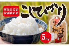 令和7年度産　新潟県認証特別栽培米 コシヒカリ 5kg お米 白米 ライス 精米 ご飯 新潟県産 新潟市産 おにぎり お弁当 和食 ブランド米 お米の王様 もっちり 粘り 強い 甘み 旨み 