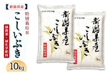 75-BK101新潟県長岡産特別栽培米こしいぶき10kg（5kg×2袋）【2025年3月上旬～下旬発送】