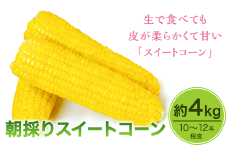 E8-02朝採りスイートコーン４ｋｇ（１０～１２本）