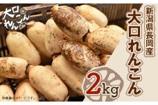 75T-03【大口れんこん】新潟県長岡産レンコン2kg