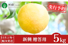 先行予約 和梨 新興 約5kg 贈答用 [11月上旬から発送予定] 令和7年度 新潟県 三条市産 [三条果樹専門家集団]【016P031】