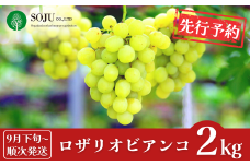 先行予約 ぶどう ロザリオビアンコ 約2kg [9月下旬から発送予定] 令和7年度 贈答用 新潟県 三条市産 [三条果樹専門家集団]【016P038】