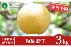 先行予約 新潟オリジナル和梨 新王 約3kg  [9月中旬から発送予定] 令和7年度 新潟県 三条市産 [三条果樹専門家集団]【016P041】