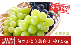 先行予約 旬のぶどう詰合せ 約1.2kg [9月上旬から発送予定] 令和7年度 シャインマスカット 季節のぶどう 新潟フルーツ 新潟県産 [小林農園] 【011P006】