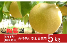 先行予約 和梨 幸水 自家用 5kg [8月下旬～順次発送予定] 訳あり 新潟県産 梨  [岩福農園]  【010P046】