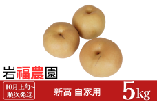 先行予約 和梨 新高梨 自家用 5kg [10月上旬～順次発送予定] 新潟県産 訳アリ 梨 [岩福農園]【010P059】