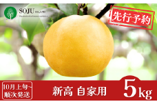 先行予約 和梨 新高 自家用 約5kg [10月上旬から発送予定] 令和7年度 新潟フルーツ 新潟県産 梨 [三条果樹専門家集団] 【010P060】