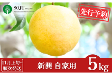 先行予約 和梨 新興 自家用 約5kg [11月上旬から発送予定] 令和7年度 新潟県産 梨 [三条果樹専門家集団] 【010P066】