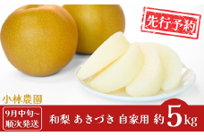 先行予約 和梨 あきづき 自家用 約5kg [9月中旬から発送予定] 令和7年度 新潟県 三条市産 梨 [小林農園]【010P073】