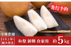 先行予約 和梨 新興 自家用 約5kg [11月上旬から発送予定] 令和7年度 梨 新潟フルーツ 新潟県産 [小林農園] 【010P075】