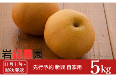 先行予約 和梨 新興梨 自家用 5kg [11月上旬～順次発送予定] 新潟県産 訳アリ 梨 [岩福農園] 【010P065】