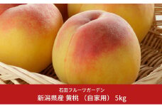先行予約 黄桃 自家用 5kg  [2025年発送分] 令和7年産 新潟県産黄桃 新潟フルーツ [石田フルーツガーデン] 【011P013】