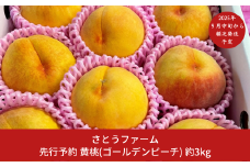 先行予約 黄桃 (ゴールデンピーチ) 3kg [9月中旬から発送予定] 令和7年度 新潟県産 黄桃 [さとうファーム]【014S010】