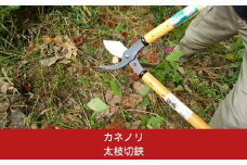 [カネノリ] 太枝切鋏 100mm刃 鋼典 太枝切り鋏 はさみ 園芸 ガーデニング [五十嵐刃物工業]【018S024】