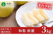 先行予約 和梨 秋麗 約3kg [8月下旬から発送予定] 令和7年度 樹上完熟日本梨 新潟県 三条市産 [三条果樹専門家集団]【010S496】