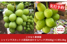 先行予約 シャインマスカット 小房詰め合わせパック 約600g×3 約1.8kg  [2025年発送分] 令和７年産 シャインマスカット 新潟 三条 燕三条 果物 [こひなた果樹園] 【024S045】