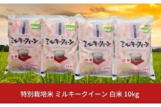 特別栽培米 ミルキークイーン 白米 10kg 新潟県産 令和7年産 [佐藤農産有機センター]【018S019】