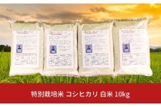 特別栽培米コシヒカリ 白米 10kg 新潟県産 令和7年産 [佐藤農産有機センター]【018S050】
